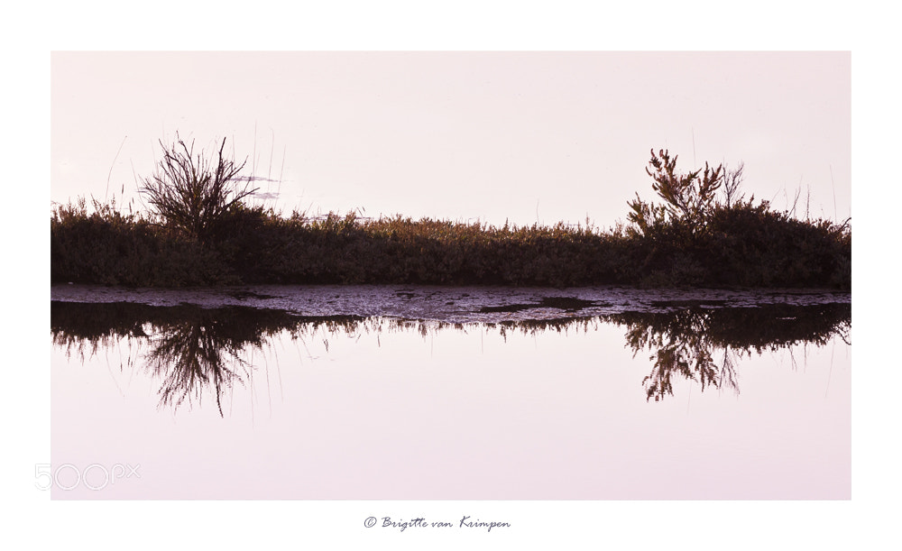Canon EOS 60D sample photo. Purple mood photography