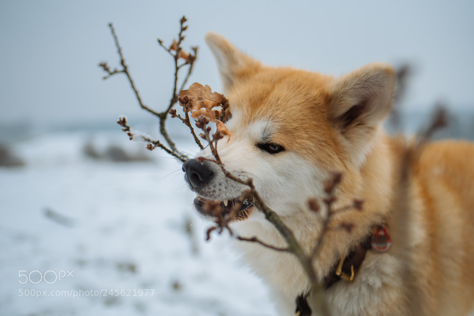 Nikon D850 sample photo. Winter photography
