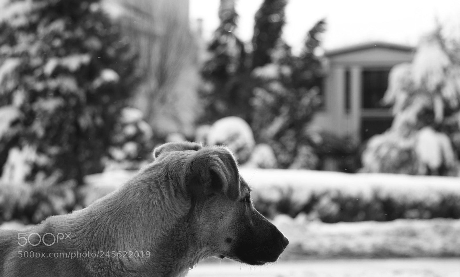 Canon EOS 40D sample photo. Homeless dog photography