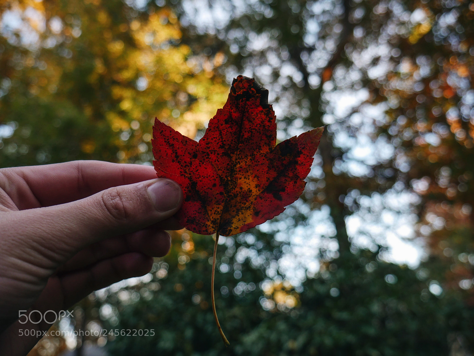 Panasonic Lumix DMC-G7 sample photo. Leaf. photography