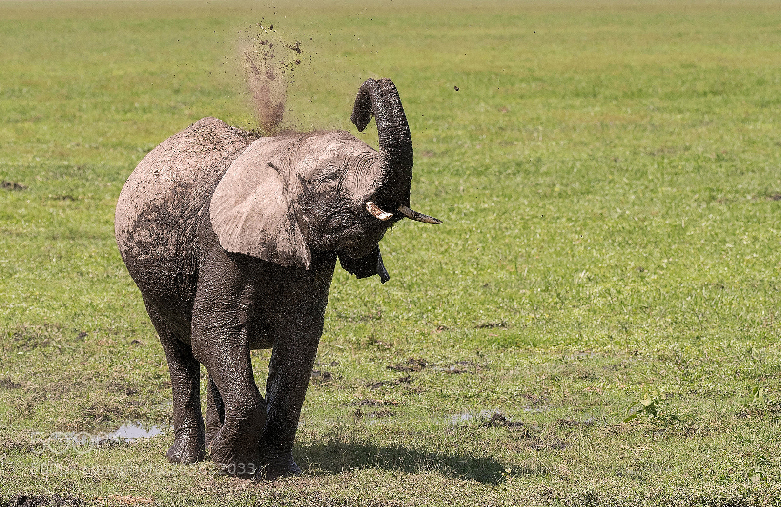 Nikon D500 sample photo. Dust bath photography