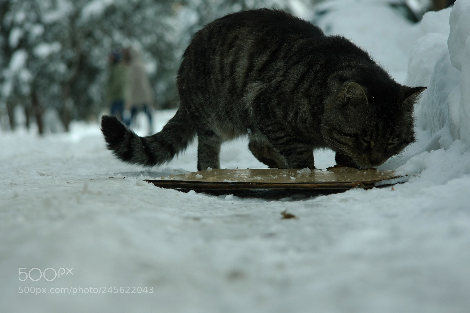 Canon EOS 40D sample photo. Homeless cat photography