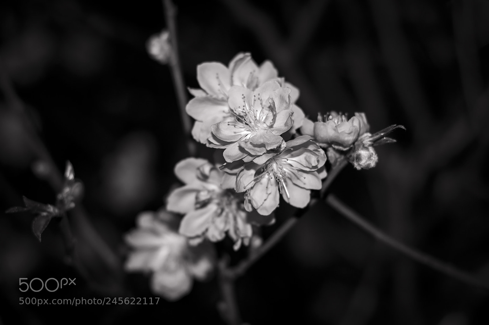 Nikon D3100 sample photo. N t m xu photography