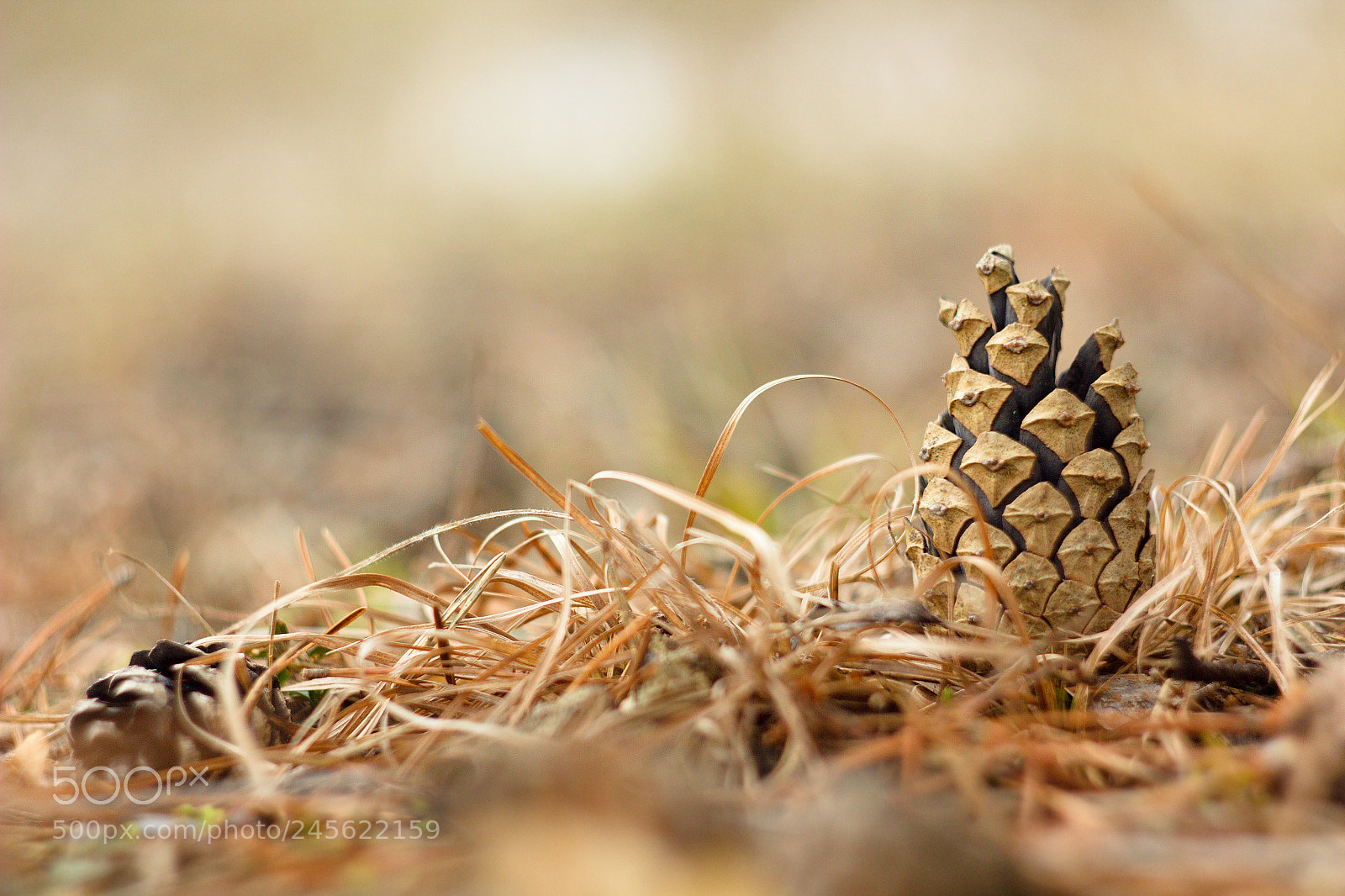 Canon EOS 550D (EOS Rebel T2i / EOS Kiss X4) sample photo. Cone pine photography