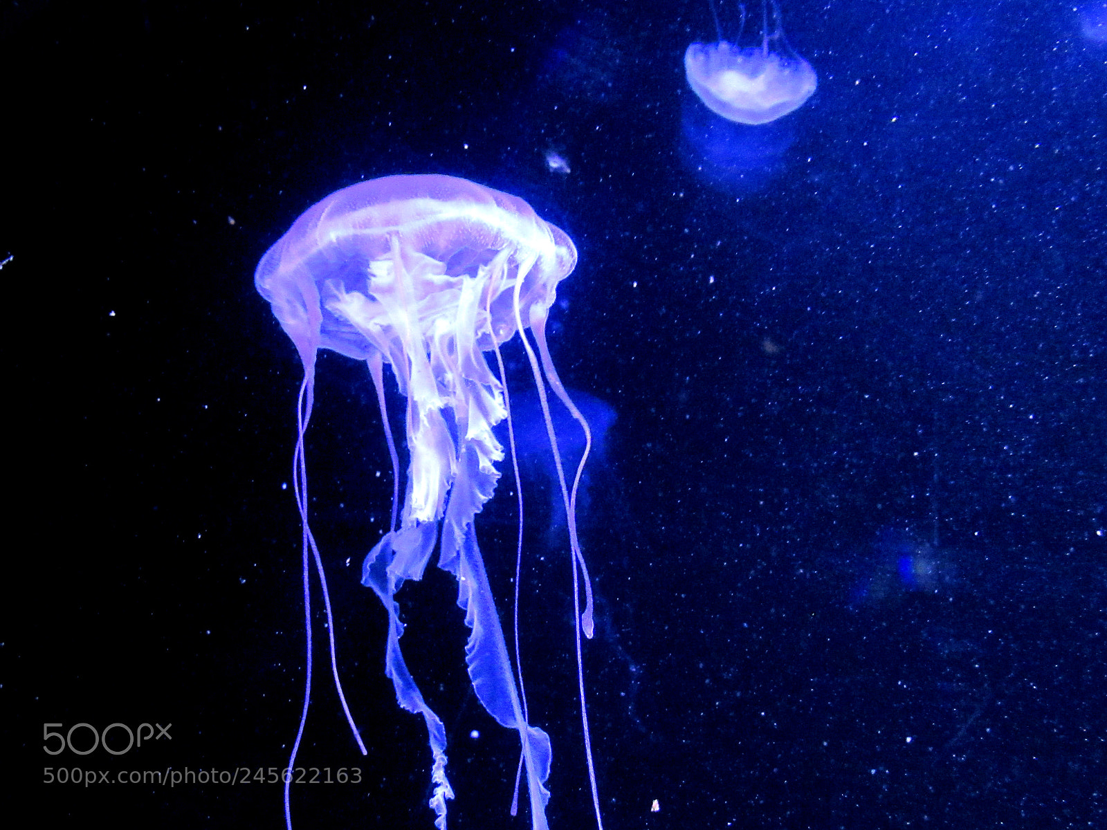 Canon PowerShot SX620 HS sample photo. Atlantic sea nettle jellyfish photography