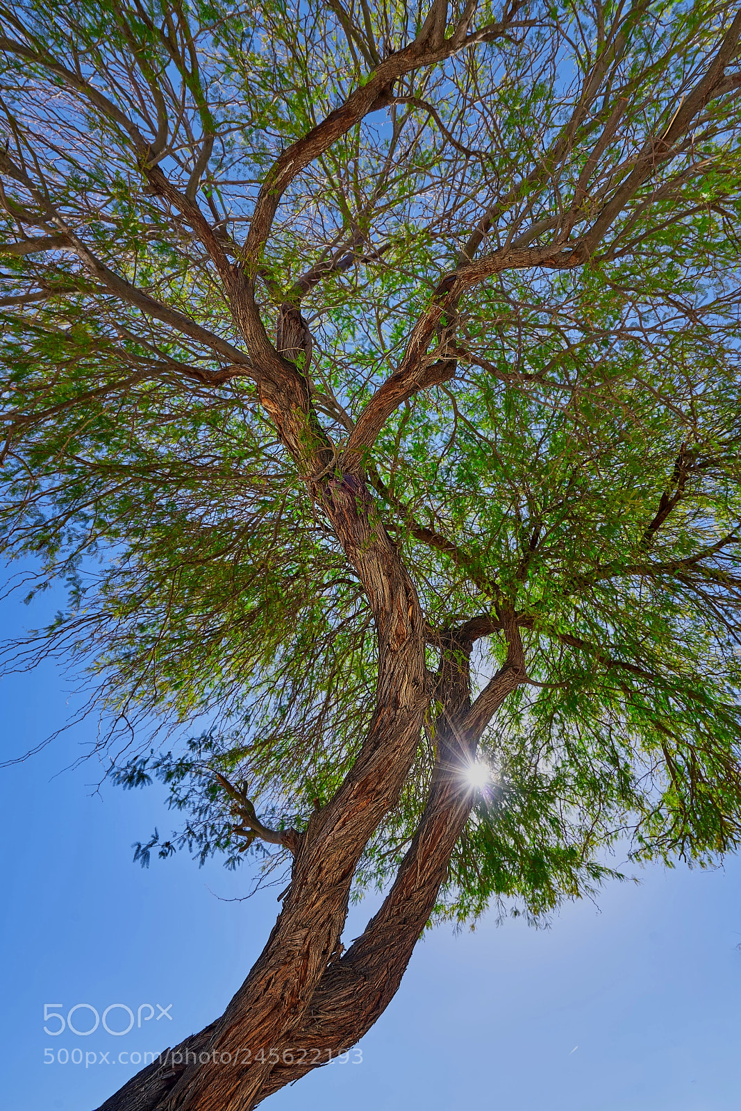Sony a7R III sample photo. Big tree in borrego photography
