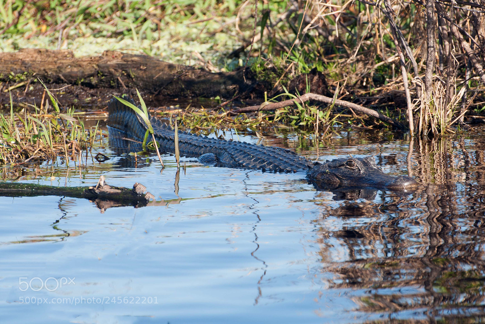 Nikon D90 sample photo. Alligator photography