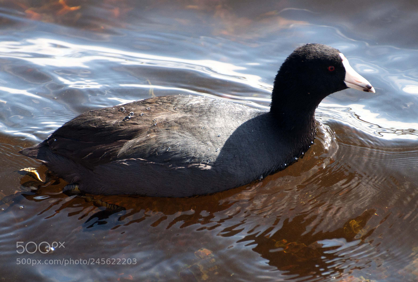 Nikon D90 sample photo. Duck photography