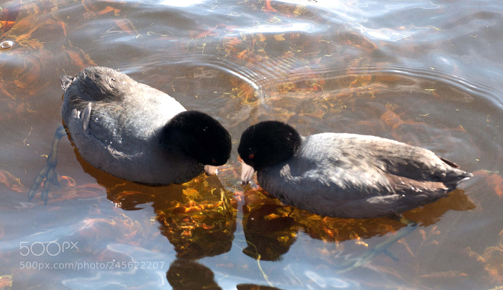 Nikon D90 sample photo. Loveducks photography