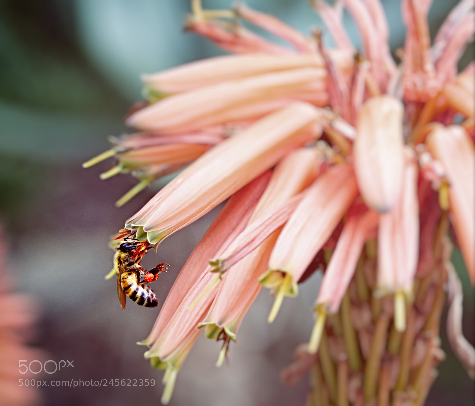 Olympus OM-D E-M10 II sample photo. A wild bee appeared photography