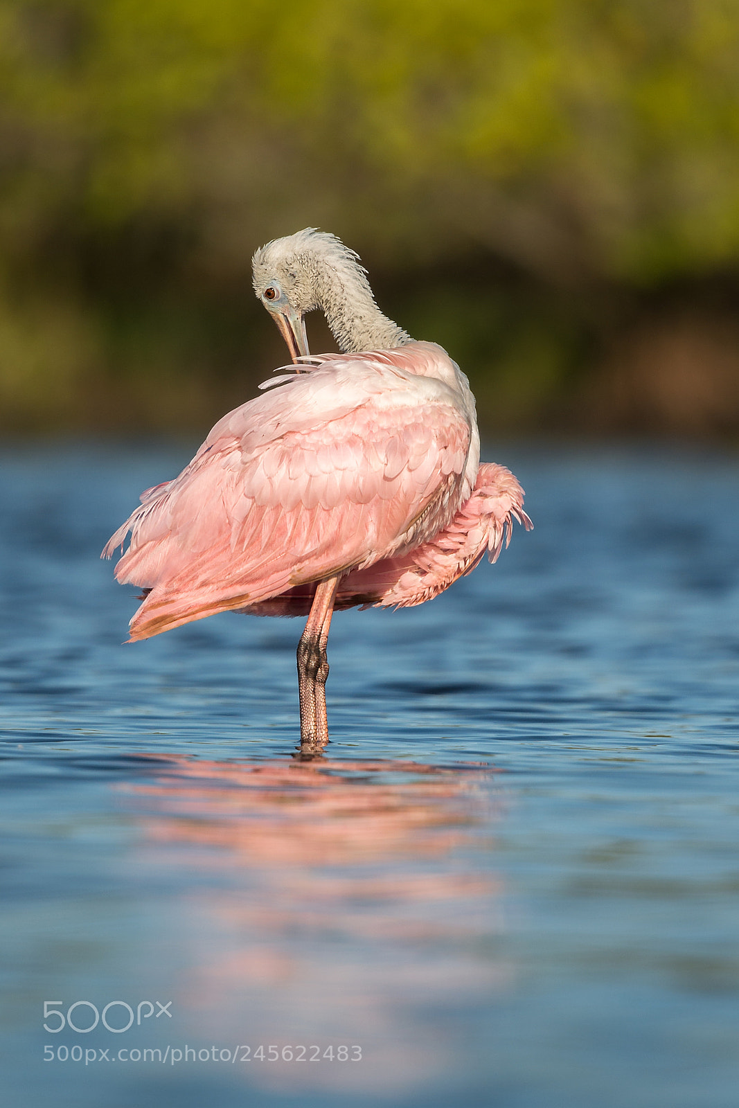 Nikon D800 sample photo. Roseate spoonbill photography