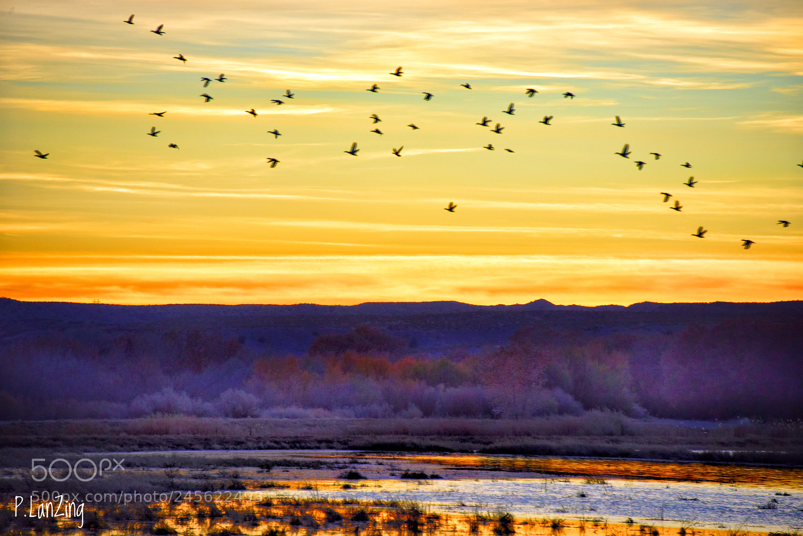 Nikon D810 sample photo. Birdland sunset, bosque del photography