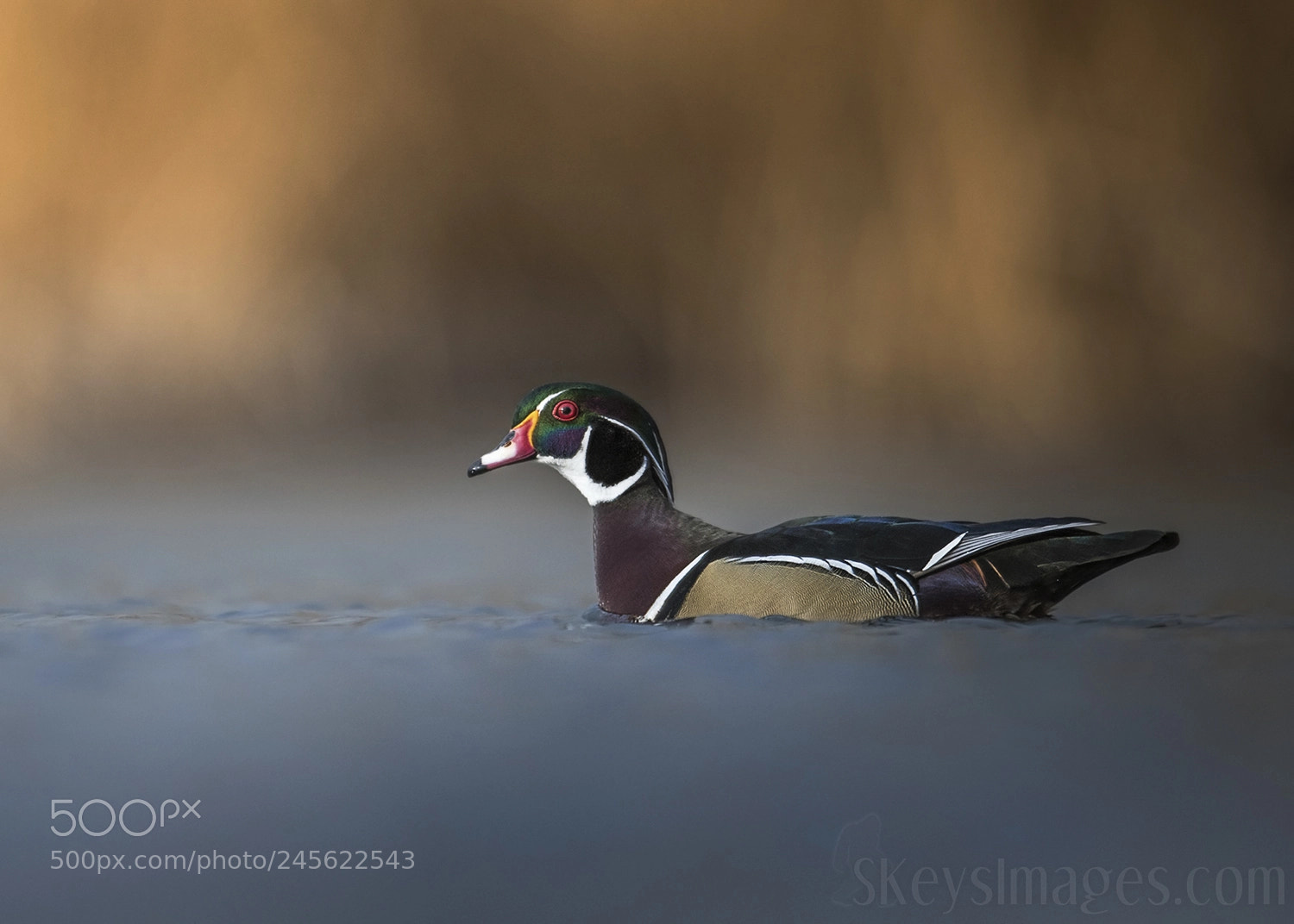 Nikon D500 sample photo. Smooth sailing (wood duck) photography