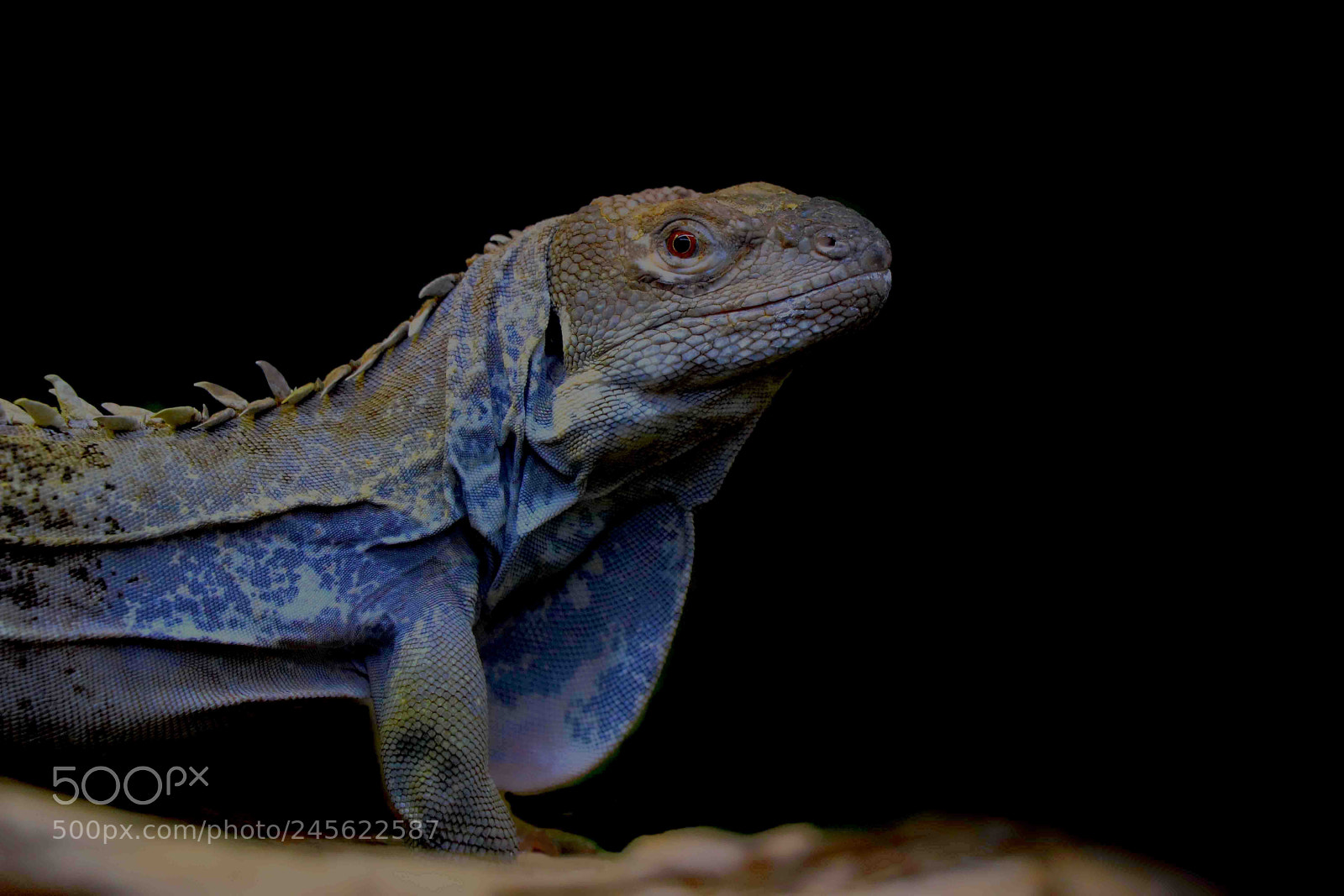 Canon EOS 80D sample photo. Spiny tailed iguana portrait photography