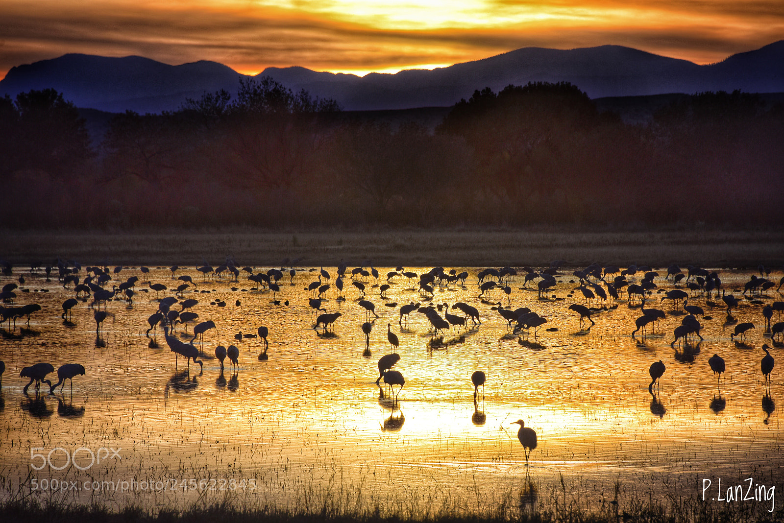 Nikon D810 sample photo. Birdland sunset, bosque del photography