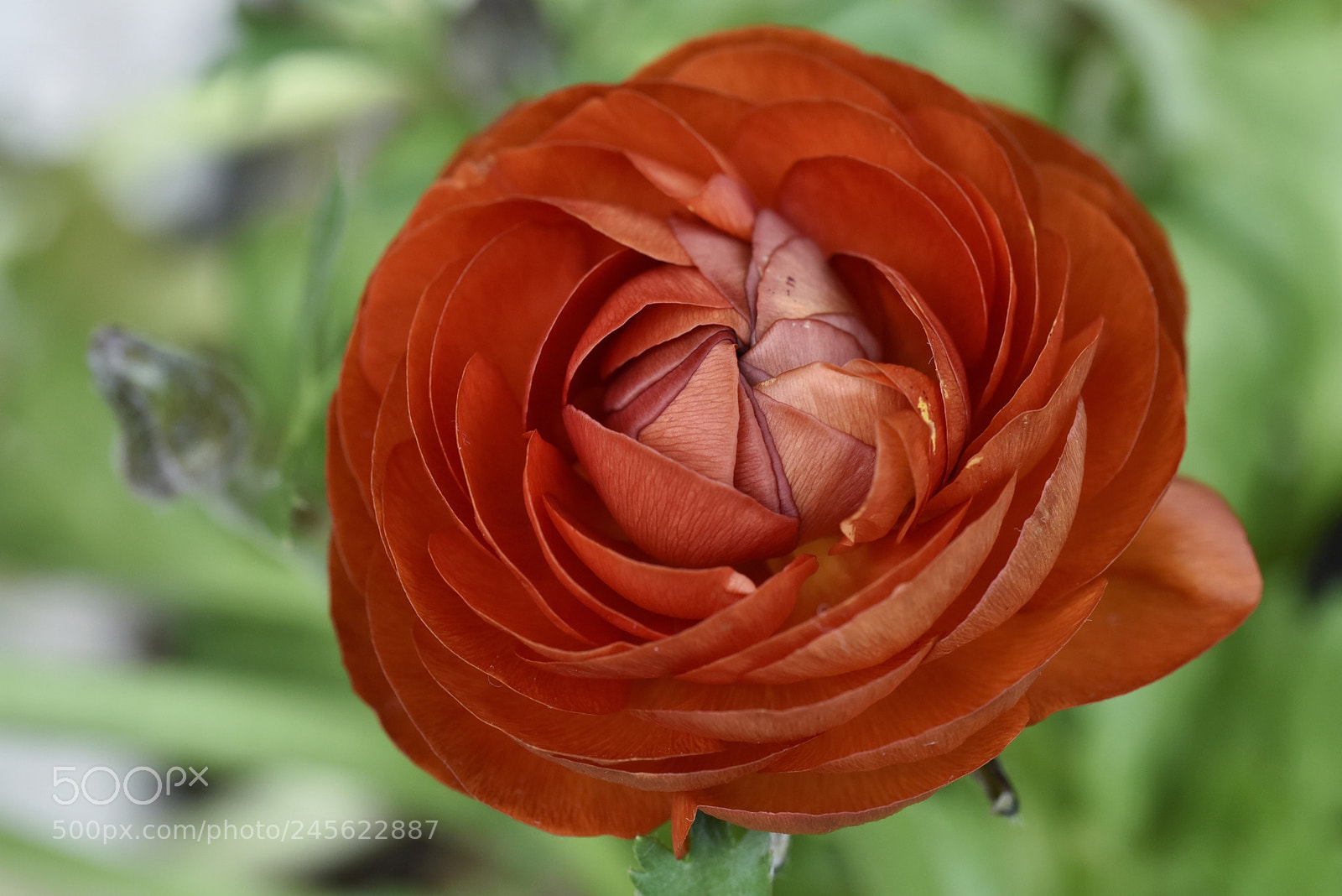 Nikon D810 sample photo. Burst into bloom photography