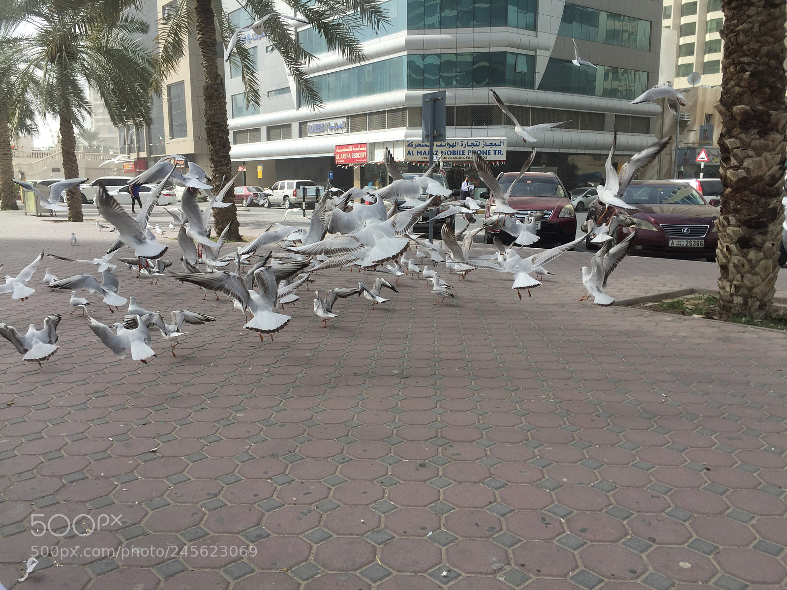 Apple iPhone 6 sample photo. Untitled photography