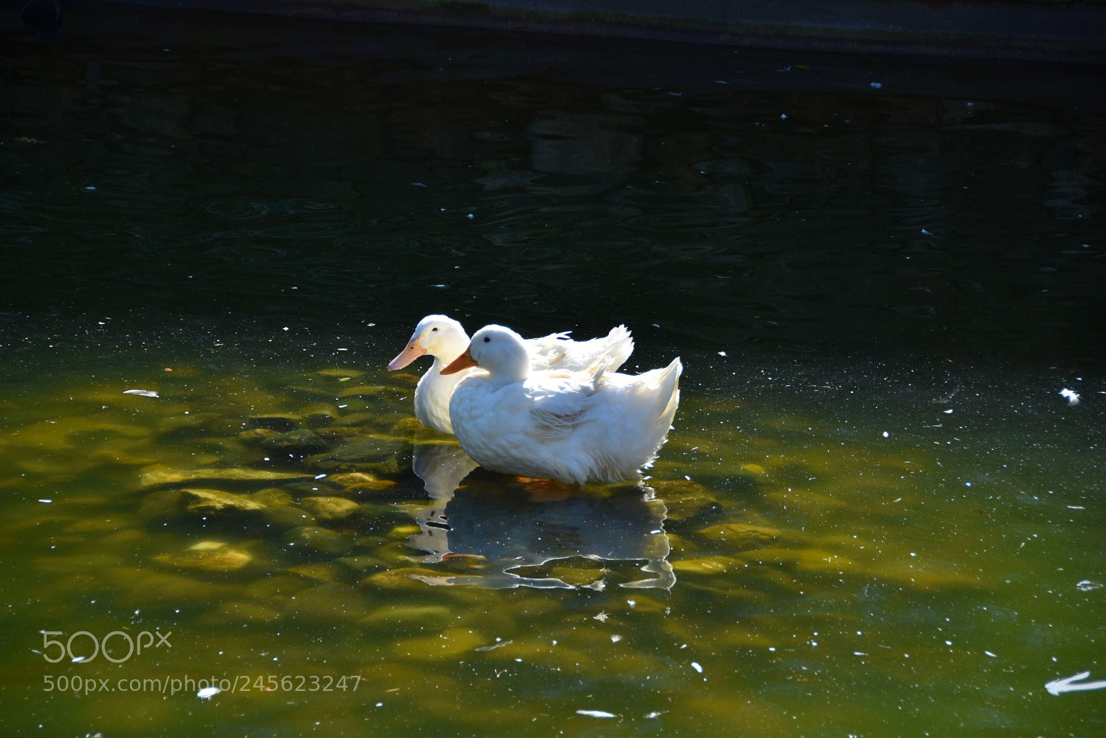 Nikon D5500 sample photo. Untitled photography
