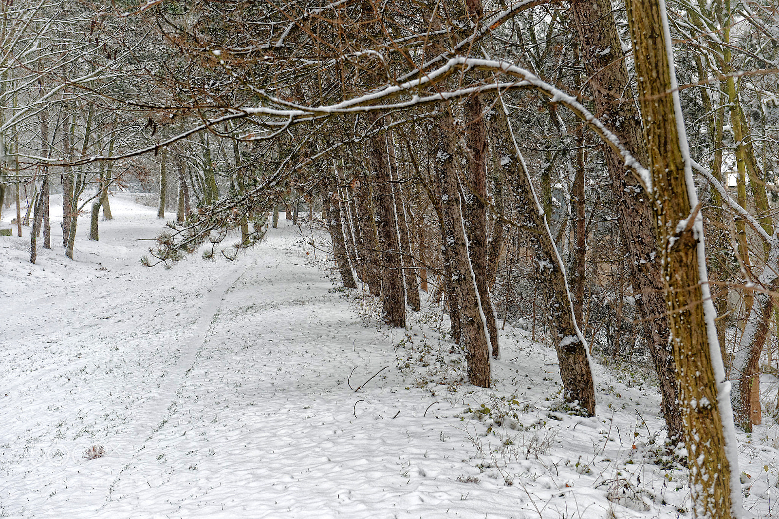 Nikon D4 sample photo. Trees and snow photography