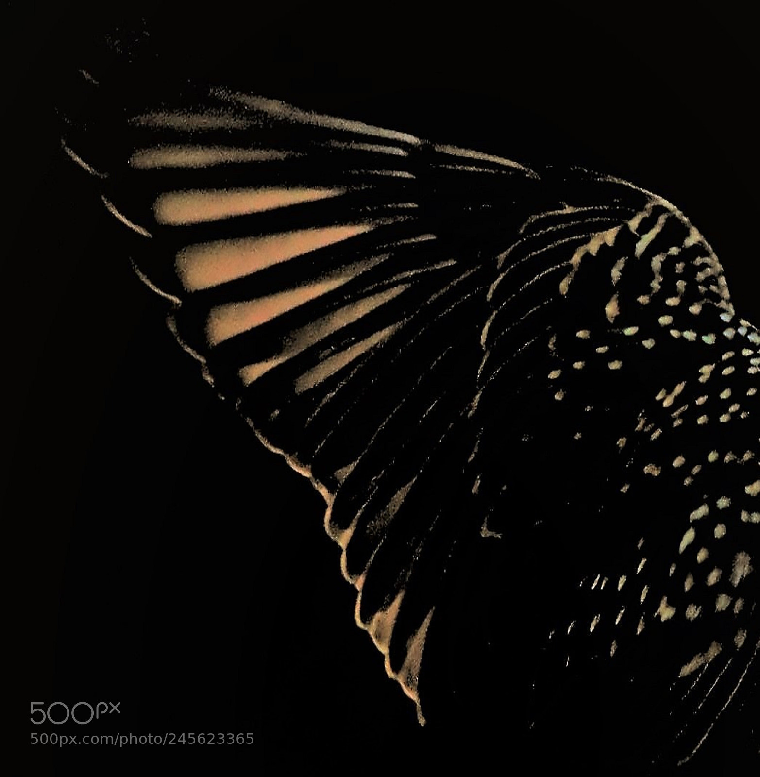 Canon EOS 700D (EOS Rebel T5i / EOS Kiss X7i) sample photo. Starling wing photography