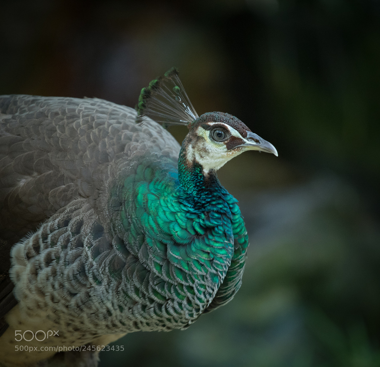 Canon EOS 6D Mark II sample photo. Untitled photography