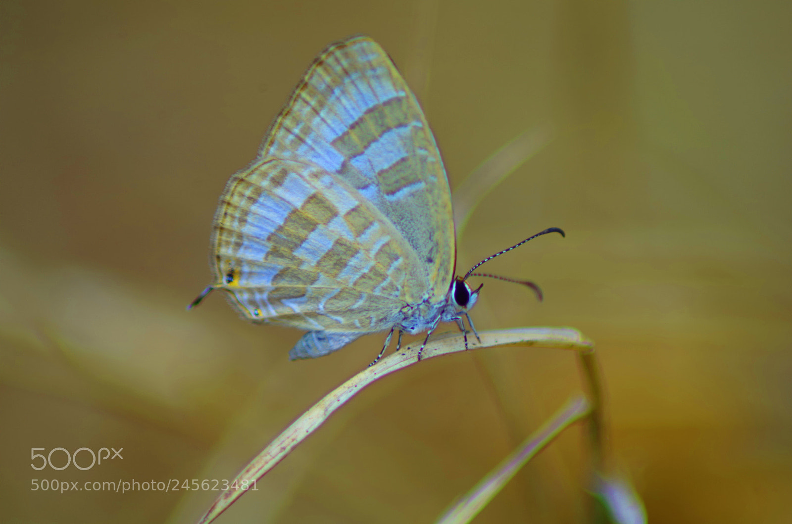 Pentax K-500 sample photo. Cerulean (dry season form) photography