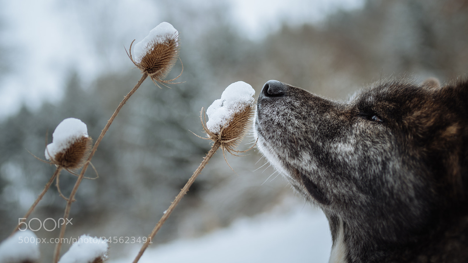 Nikon D850 sample photo. Wintertime photography