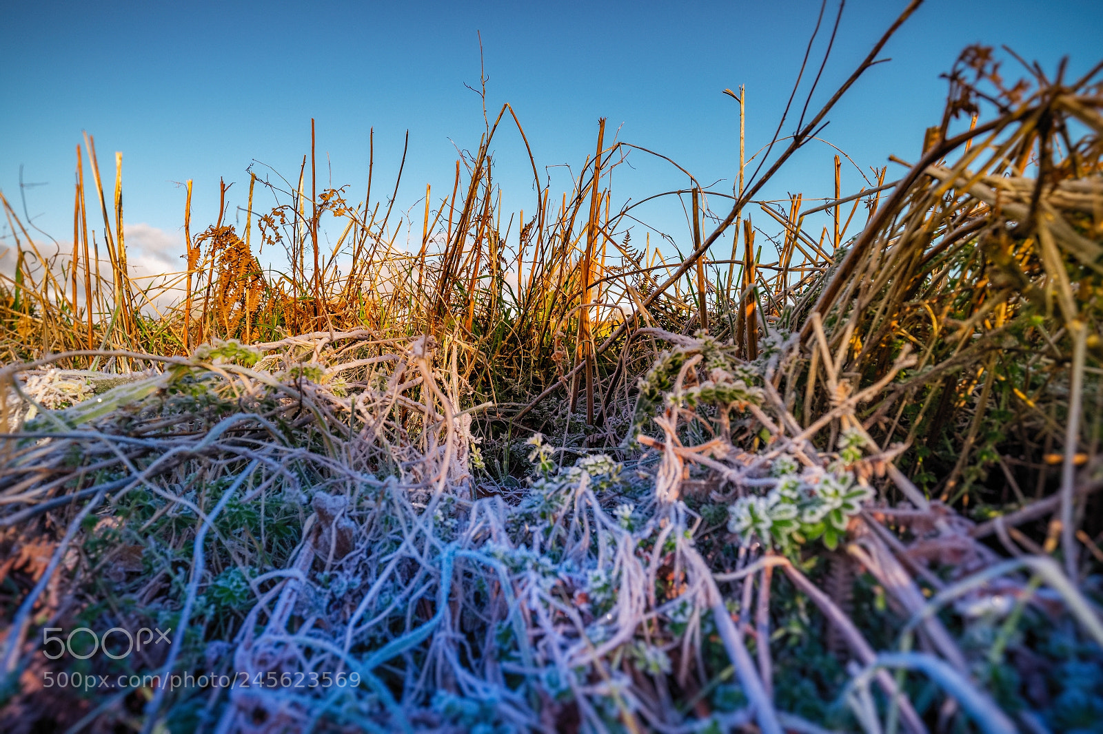 Fujifilm X-T1 sample photo. Frosty hedge photography