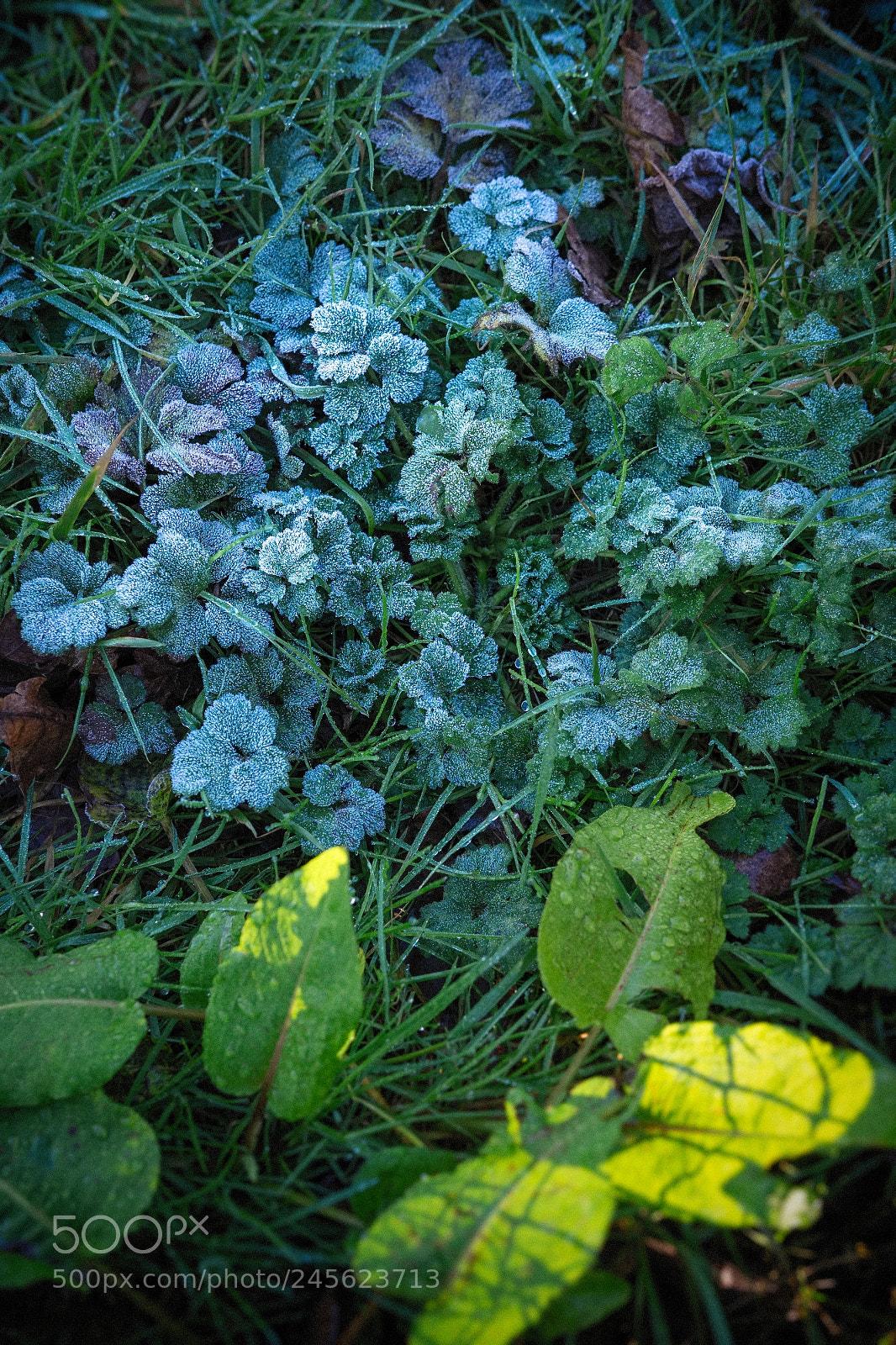 Fujifilm X-T1 sample photo. Last of the frost photography