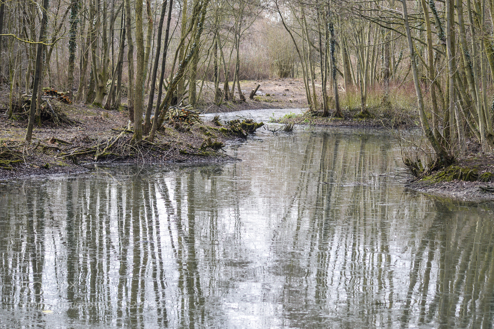 Nikon D3200 sample photo. Needham lake nature reserve photography