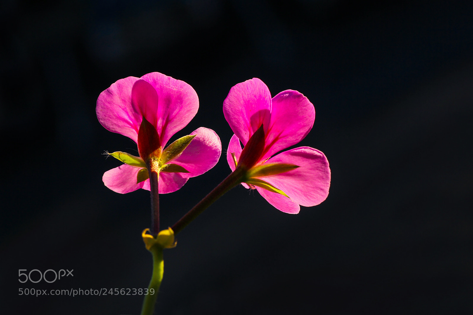 Canon EOS 60D sample photo. Morning light photography
