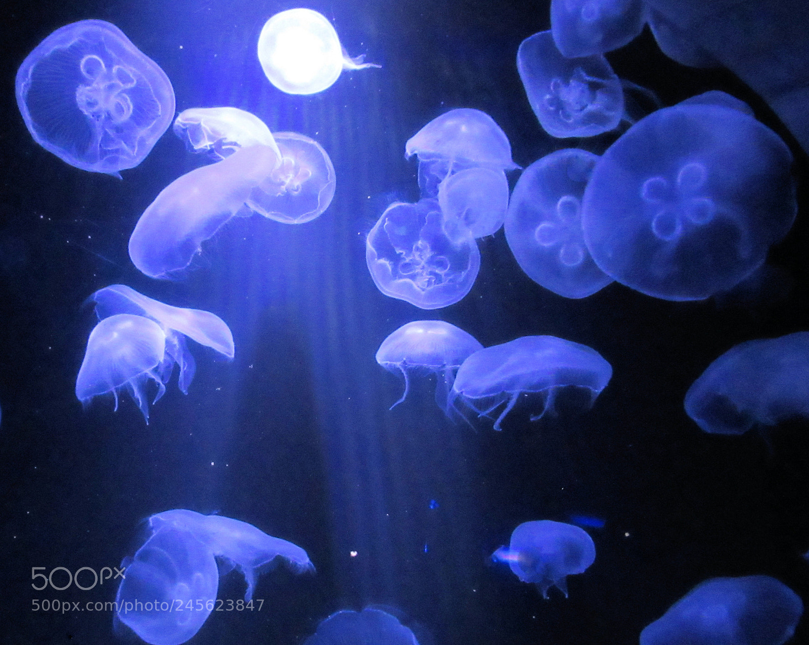 Canon PowerShot SX620 HS sample photo. Moon jellyfish photography
