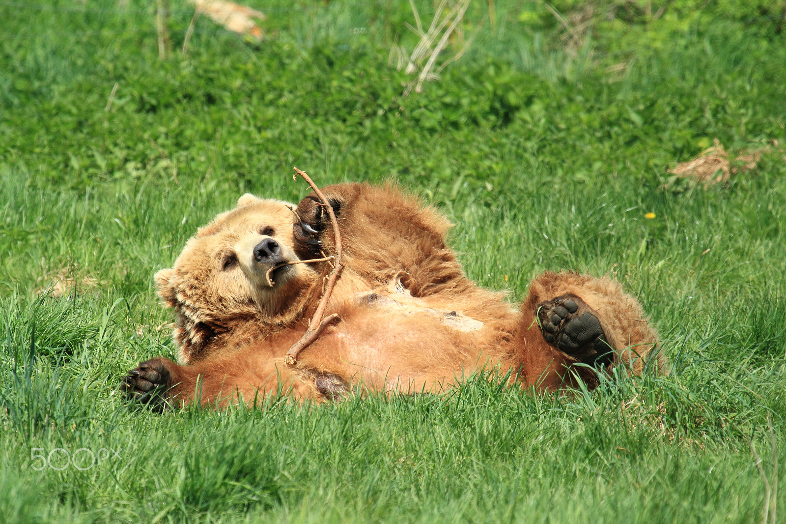 Canon EOS 550D (EOS Rebel T2i / EOS Kiss X4) + Canon EF 100-400mm F4.5-5.6L IS USM sample photo. Brown bear photography