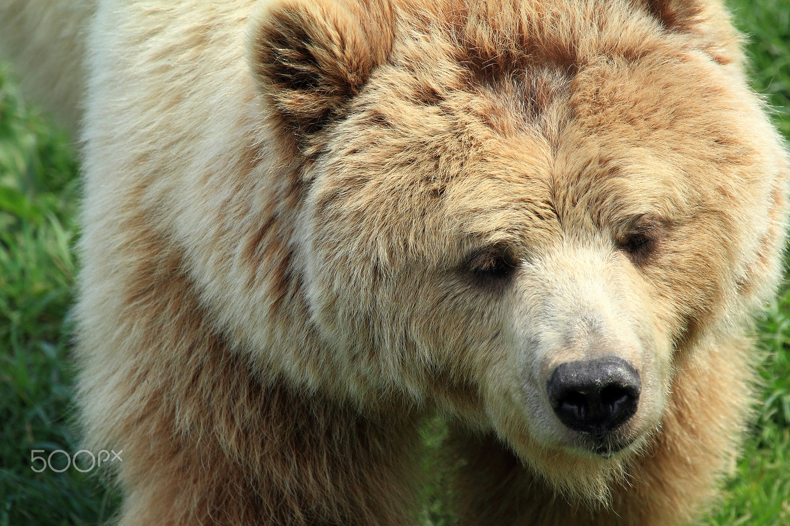 Canon EOS 550D (EOS Rebel T2i / EOS Kiss X4) + Canon EF 100-400mm F4.5-5.6L IS USM sample photo. Brown bear photography