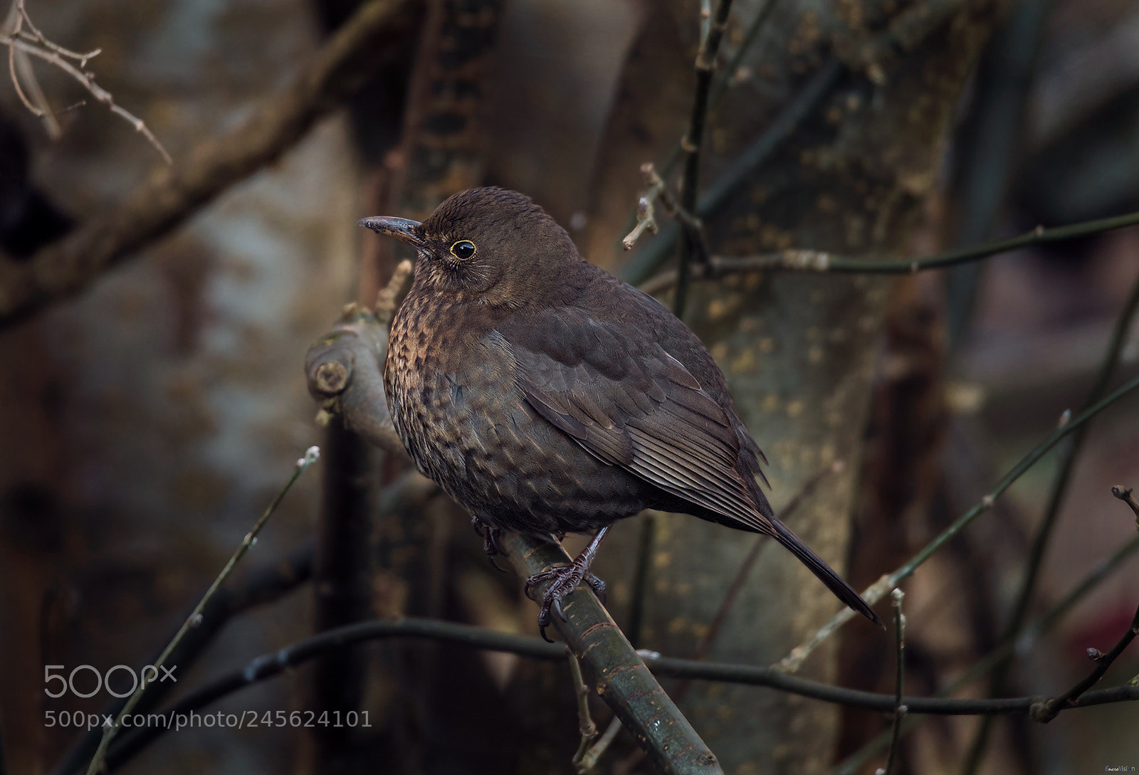 Nikon D850 sample photo. Female blackbird. photography