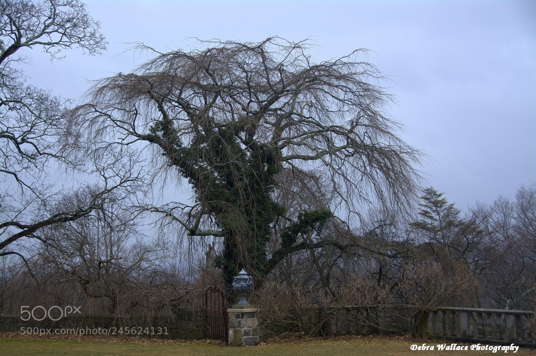 Nikon D7100 sample photo. The spooky tree at photography