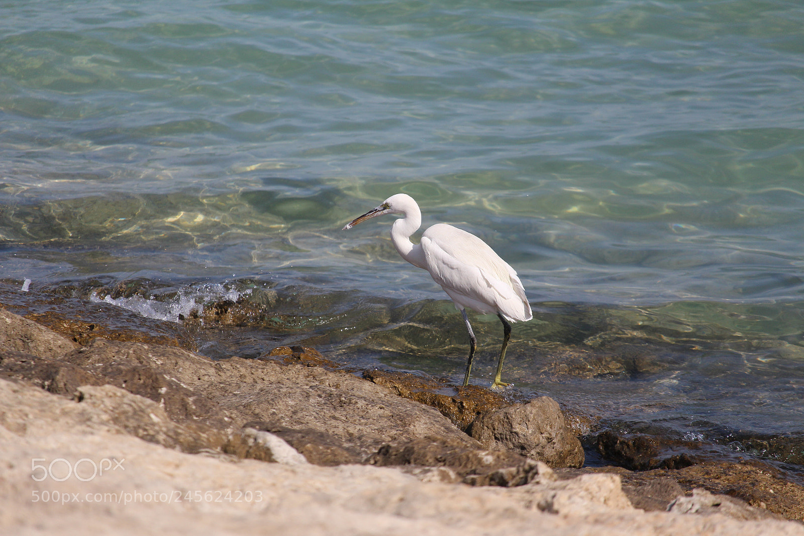 Canon EOS 700D (EOS Rebel T5i / EOS Kiss X7i) sample photo. Lost or lonely photography