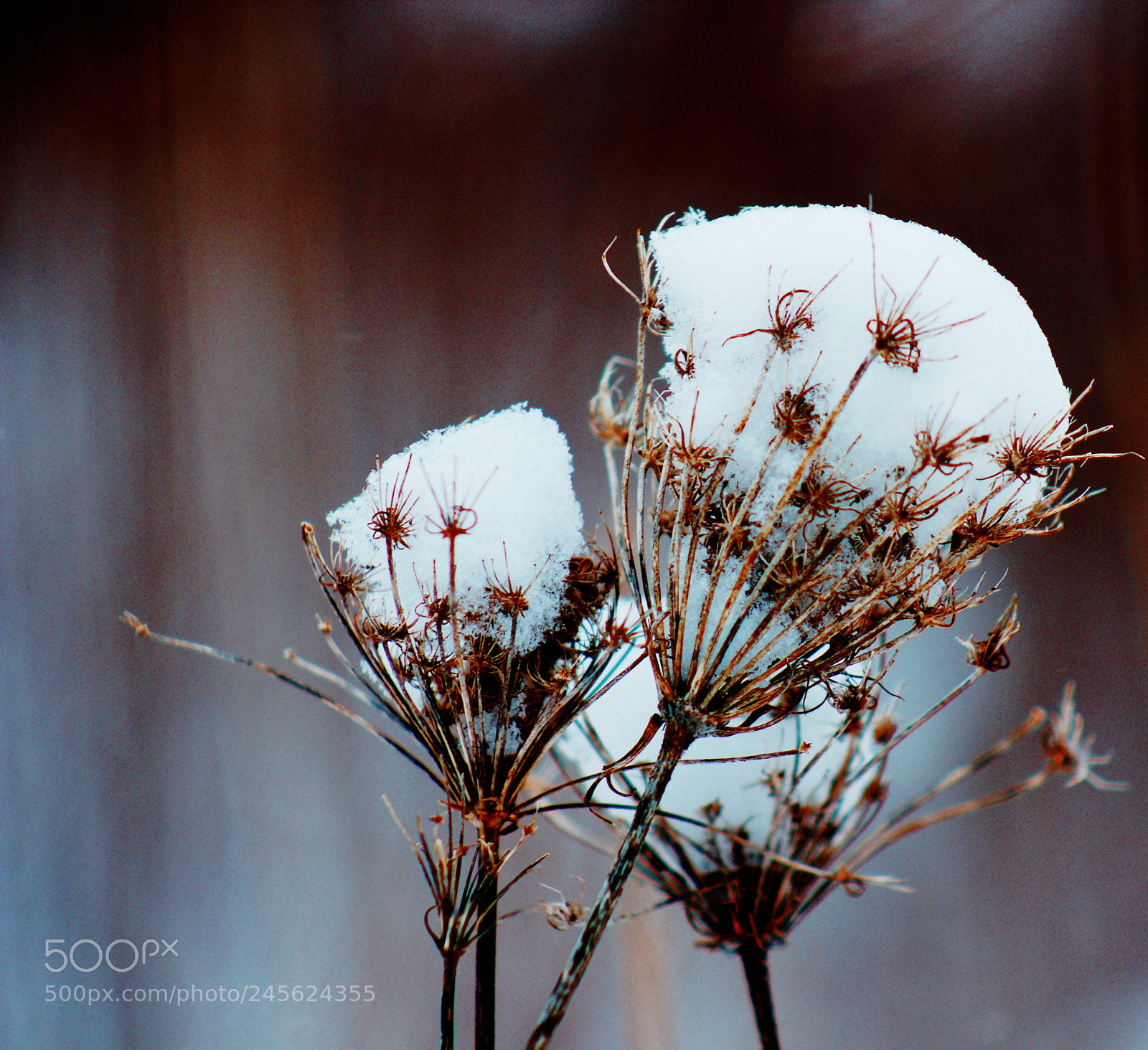 Canon EOS 550D (EOS Rebel T2i / EOS Kiss X4) sample photo. Natures snow cones photography