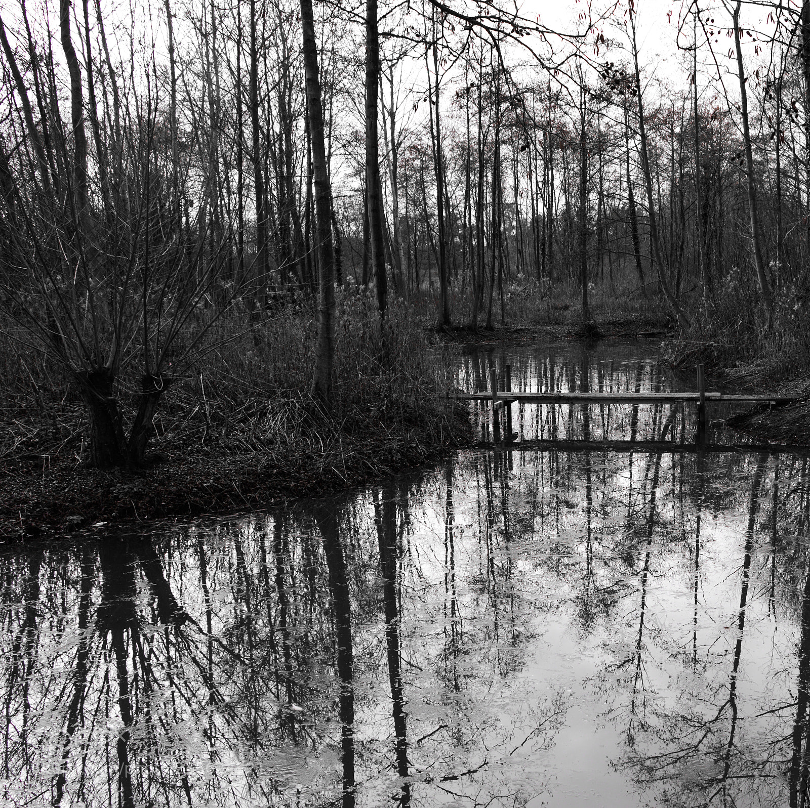 Nikon D3200 sample photo. Needham lake nature reserve photography
