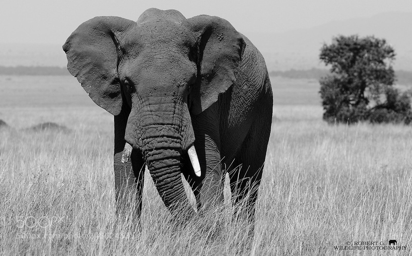 Sony Alpha DSLR-A700 sample photo. Lonely elephant photography