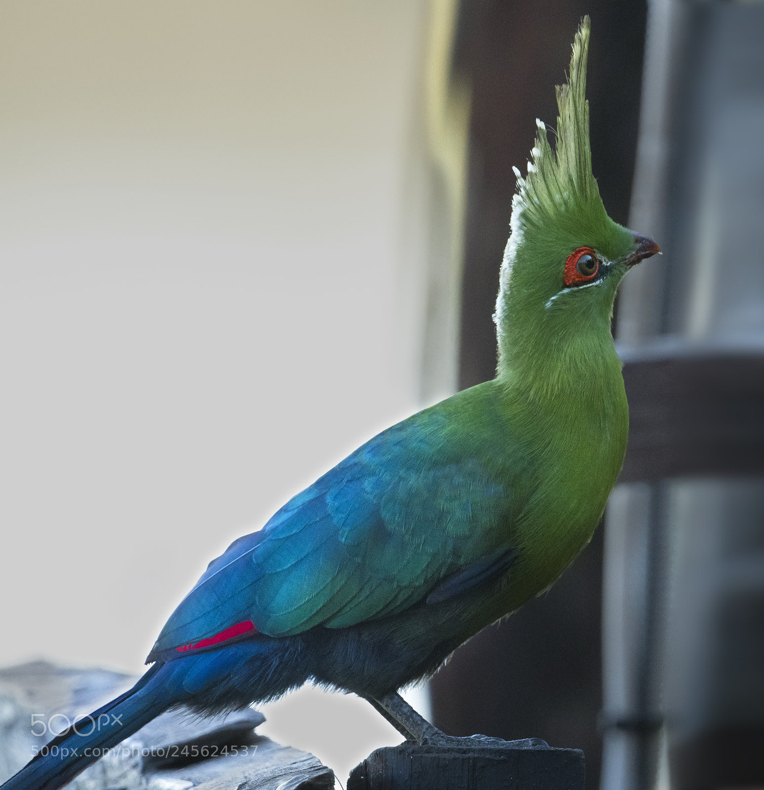 Nikon D500 sample photo. Schalow's turacao photography