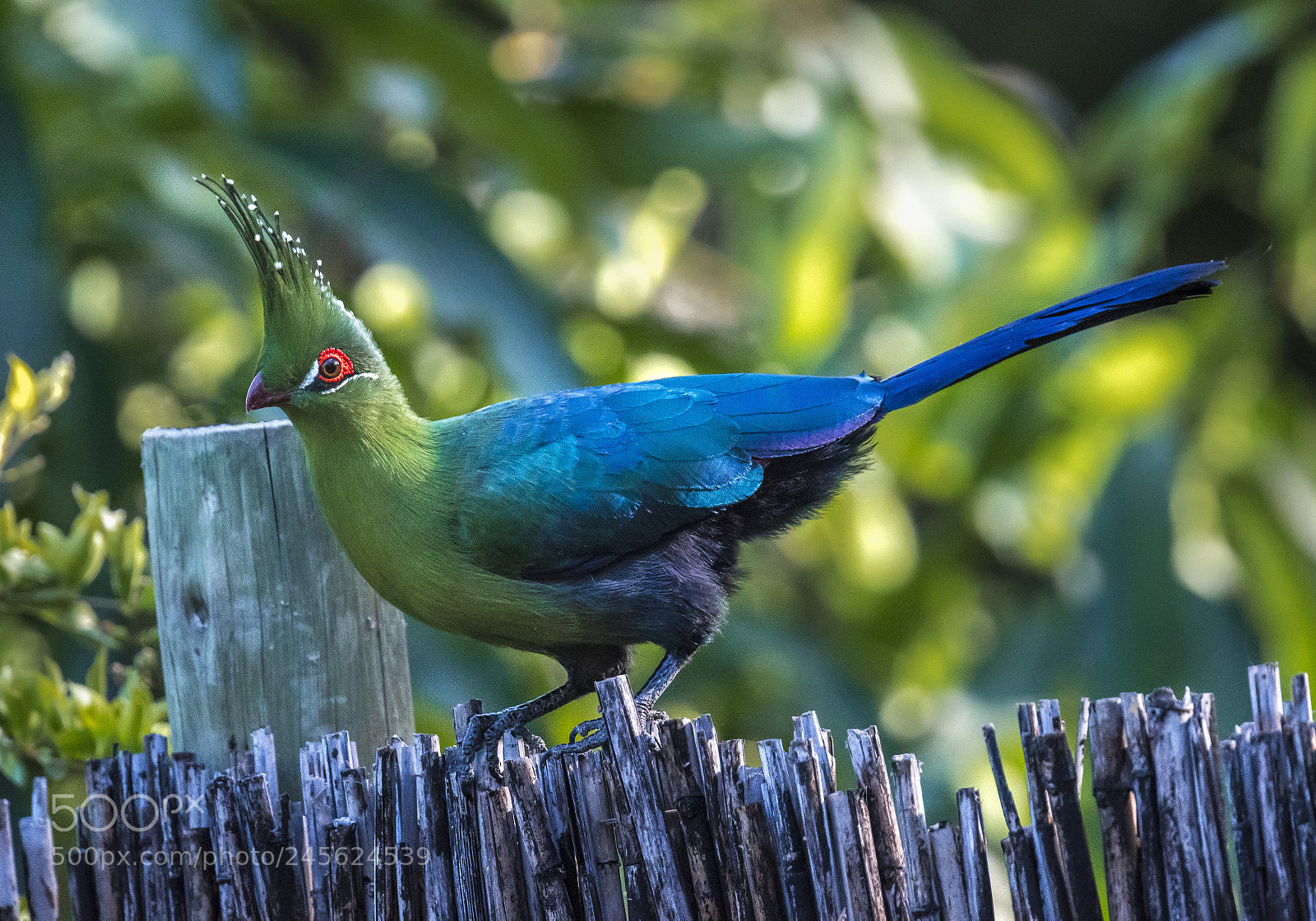 Nikon D500 sample photo. Schalow's turacao photography