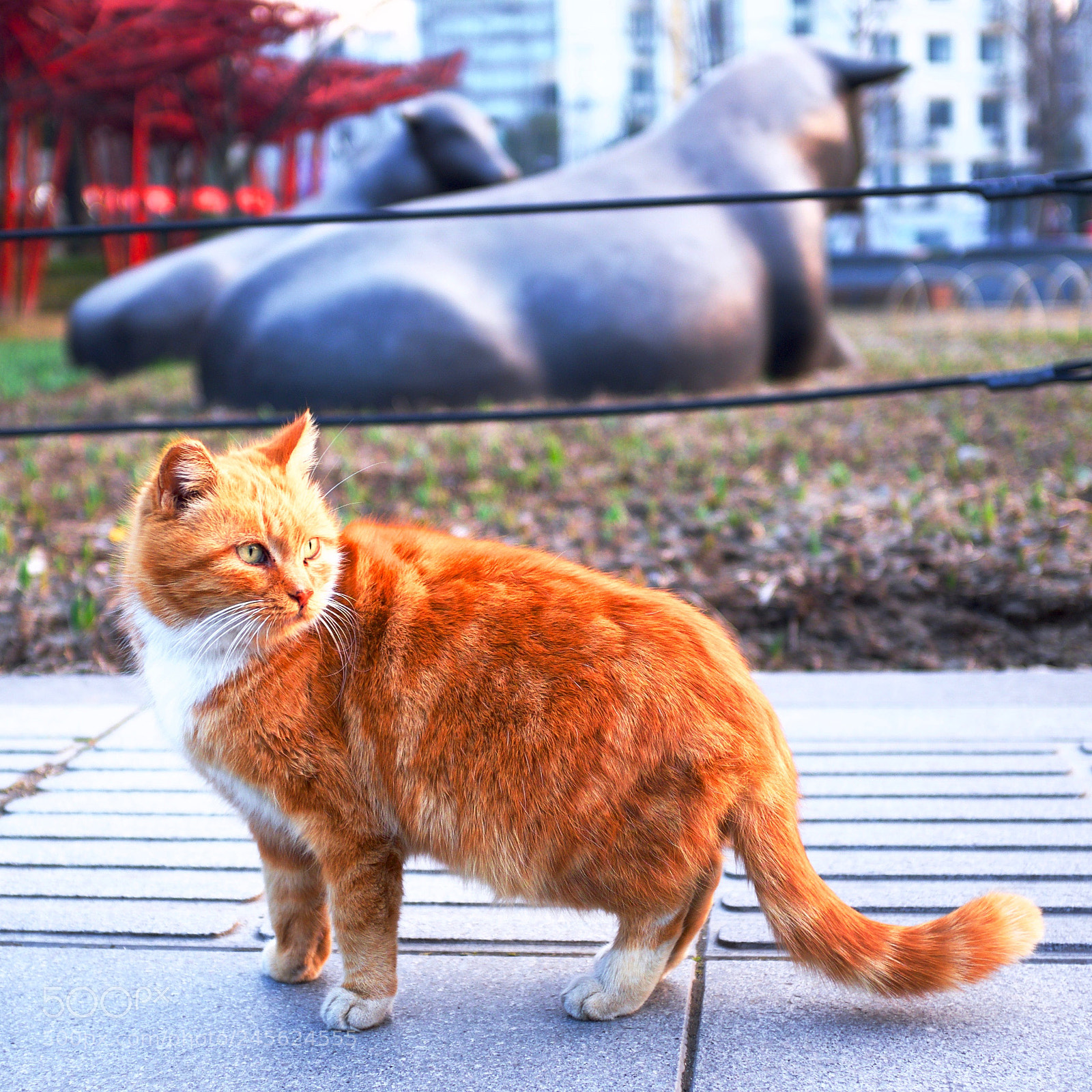 Fujifilm X100T sample photo. Bullish kitty photography