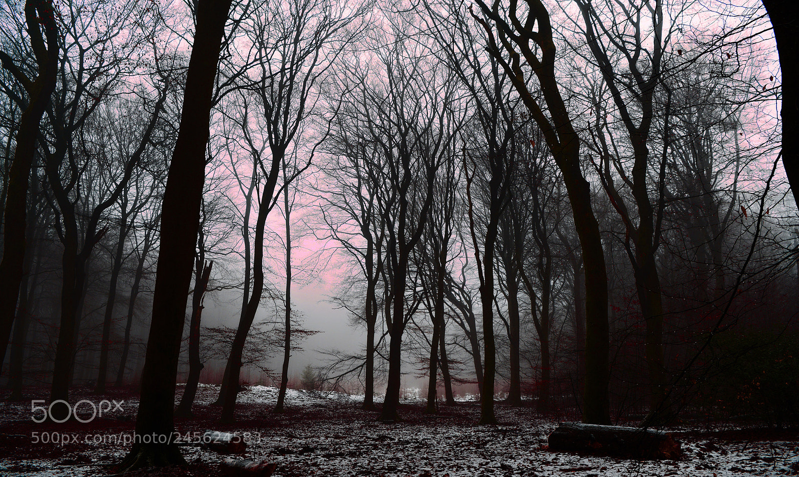 Nikon D800 sample photo. Dansende bomen photography