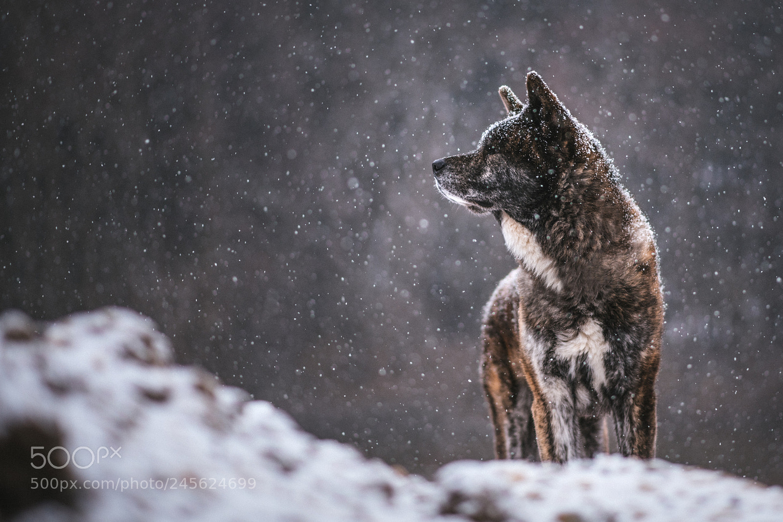 Nikon D850 sample photo. Wintertime photography