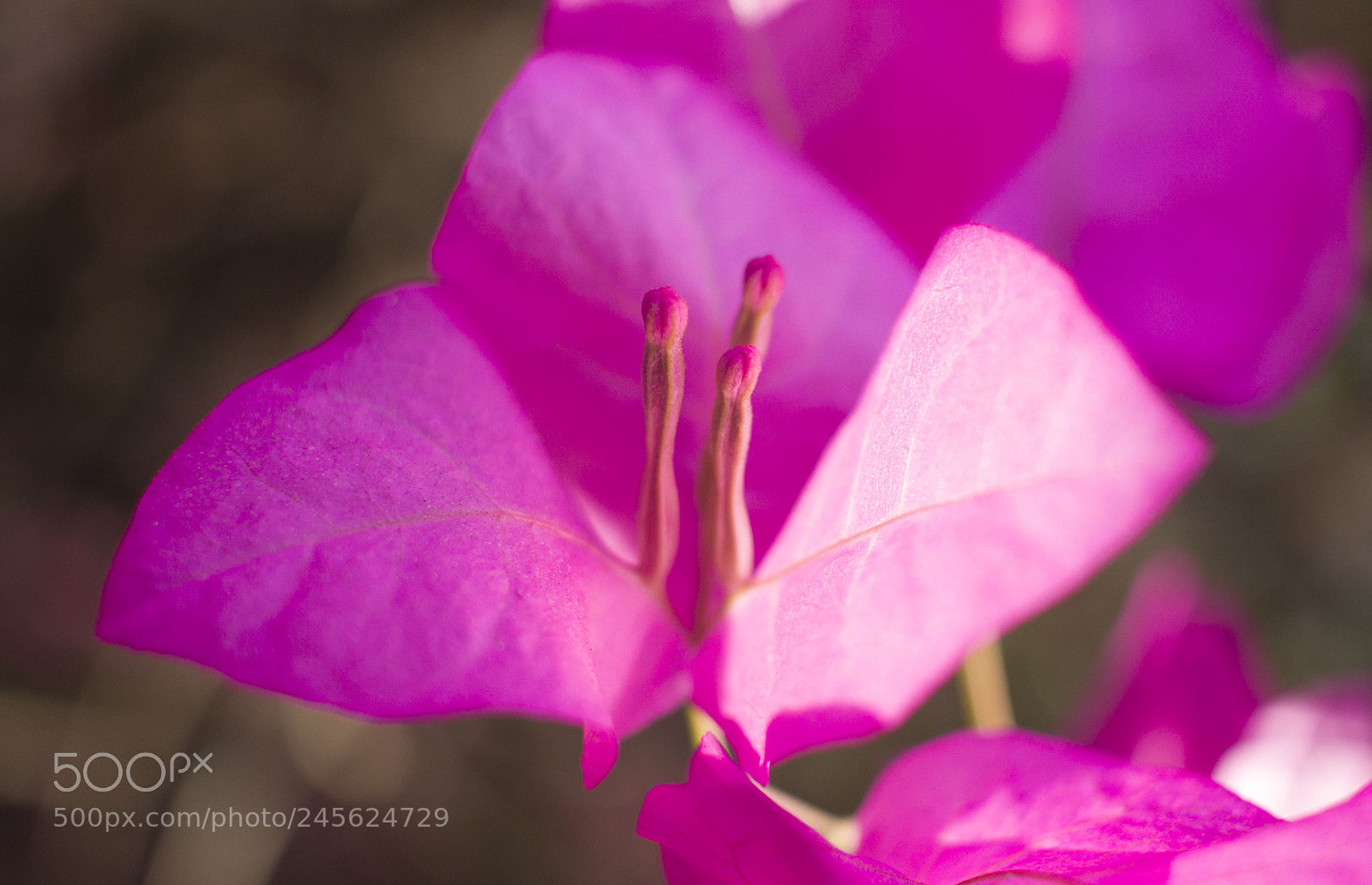Canon EOS 600D (Rebel EOS T3i / EOS Kiss X5) sample photo. Floral photography