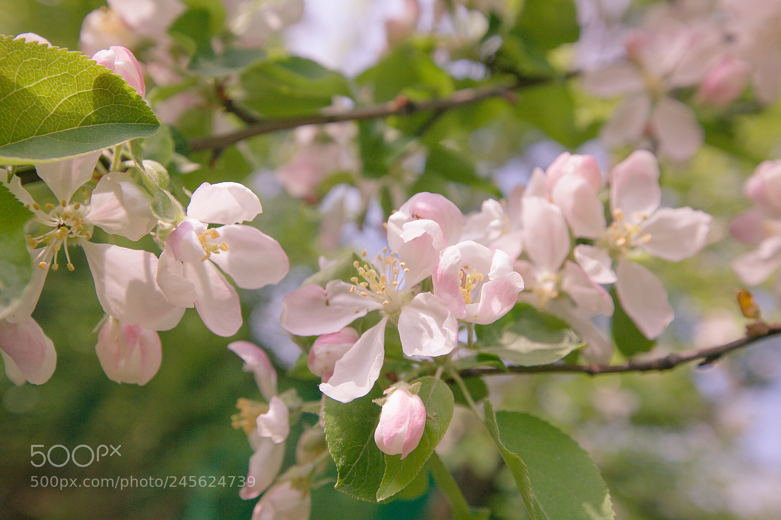 Canon EOS 5D sample photo. Spring apple tree white photography