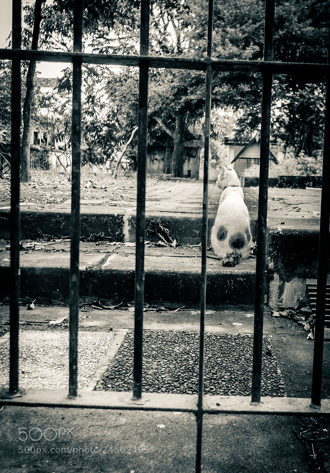 Nikon 1 J1 sample photo. Cat in the graveyard photography