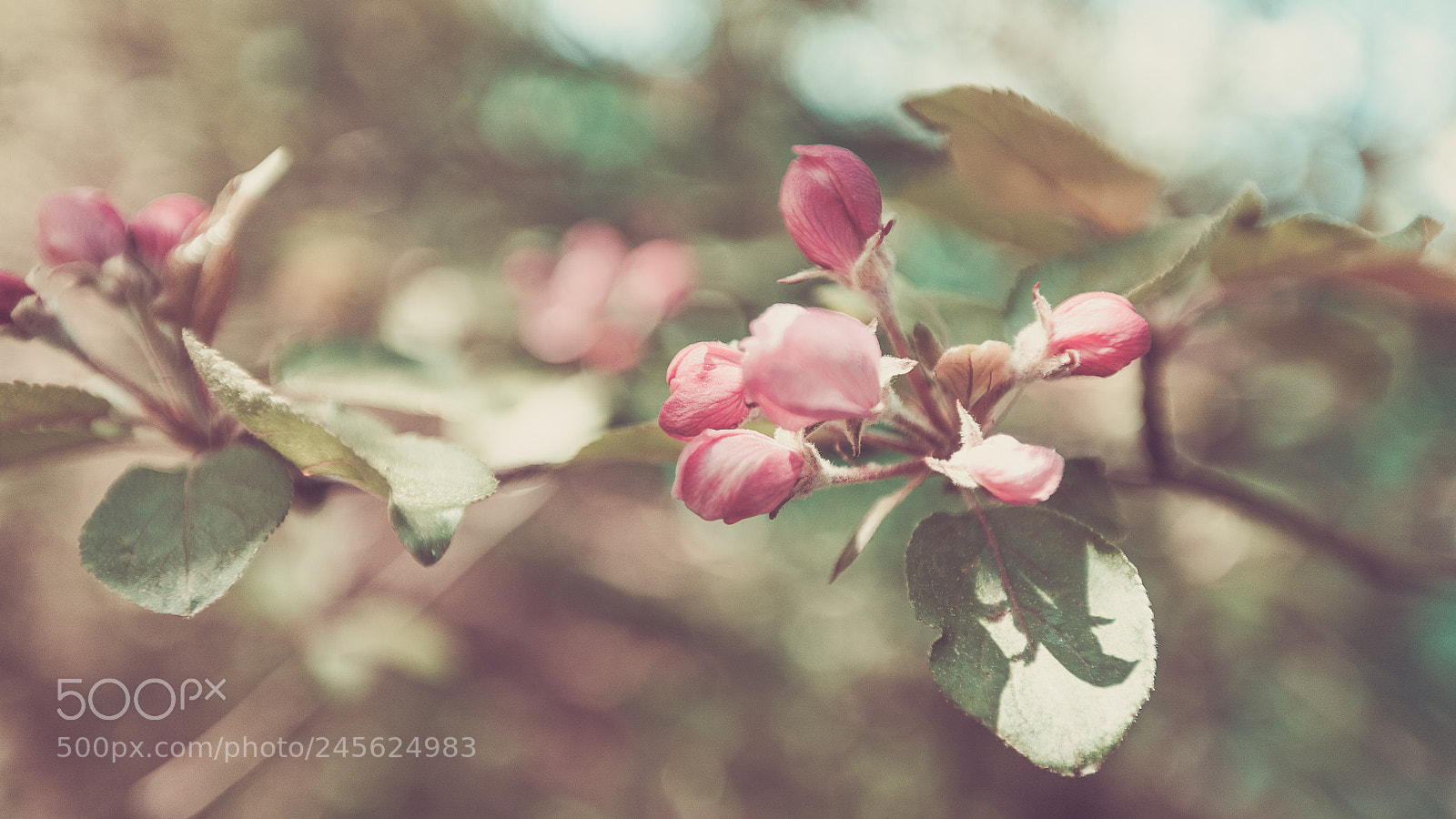 Canon EOS 5D sample photo. Spring apple tree white photography