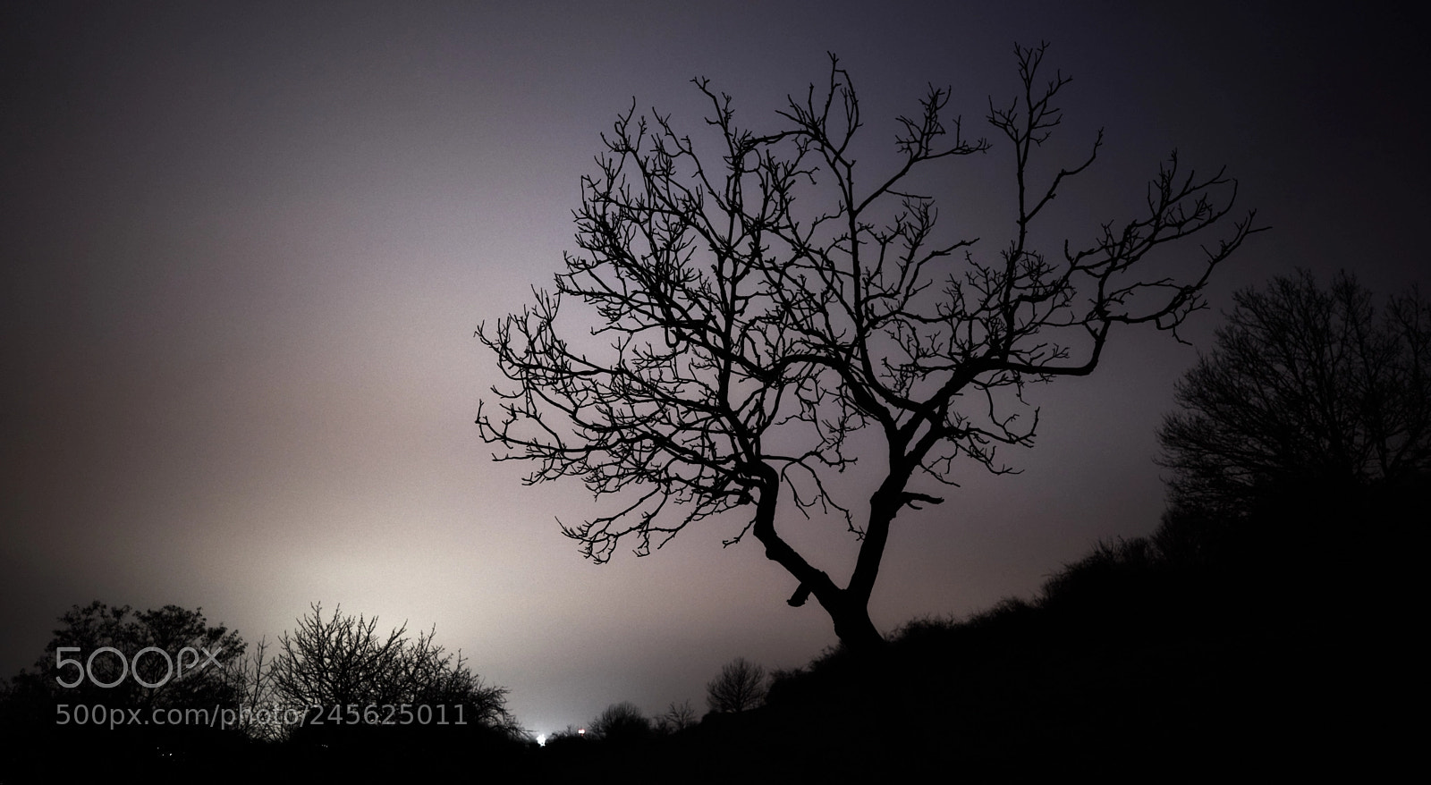 Sony a7R II sample photo. Light pollution tree photography